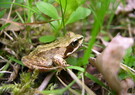 À la découverte des amphibiens